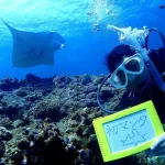 海遊びネジ photo