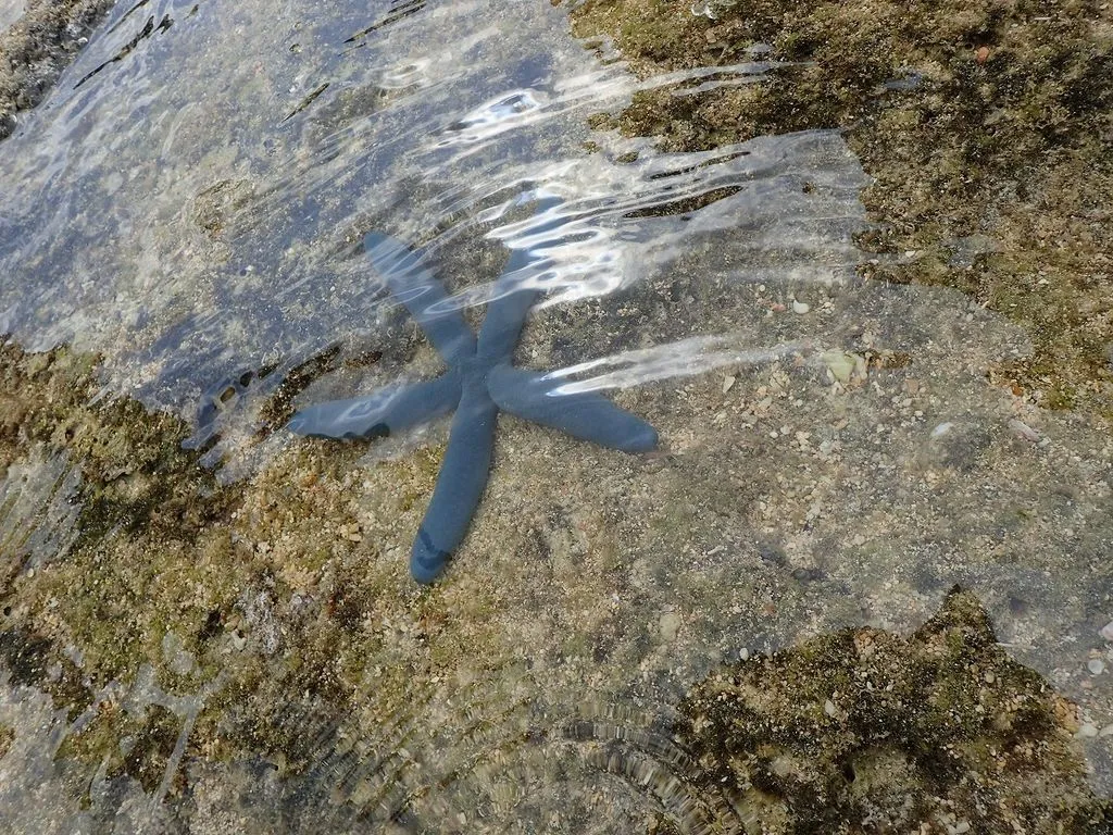 Okinawa Blue Cave Tin｜沖繩恩納村青之洞窟 / 小團體潛水浮潛 photo