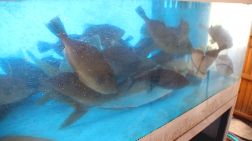 民宿 日の出荘｜竹野浜前の海辺宿・仲買人の鮮魚会席 photo