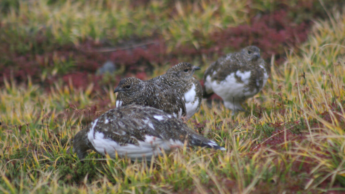 らいちょう温泉 雷鳥荘 photo