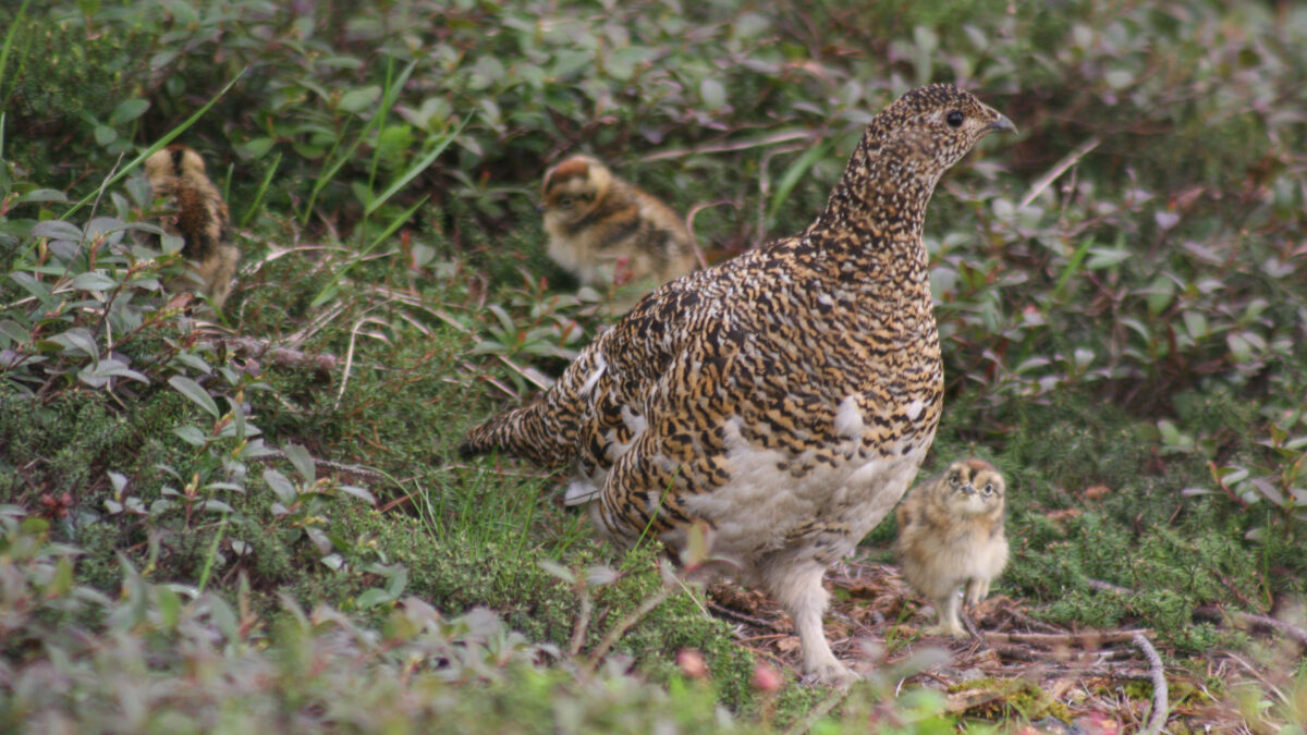 らいちょう温泉 雷鳥荘 photo