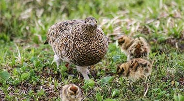 らいちょう温泉 雷鳥荘 photo