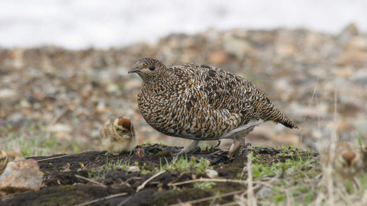 らいちょう温泉 雷鳥荘 photo