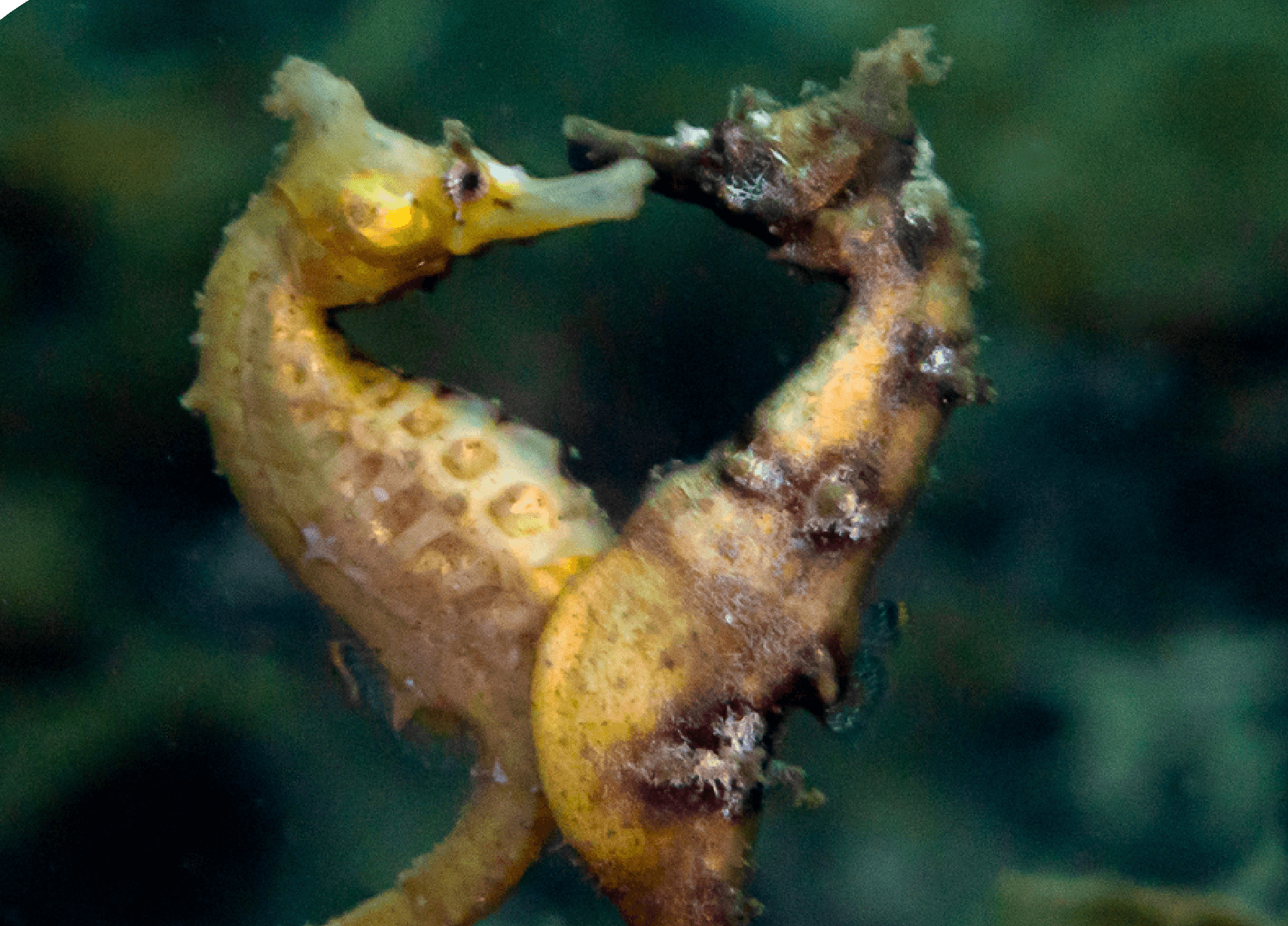 不知火海のタツノオトシゴ