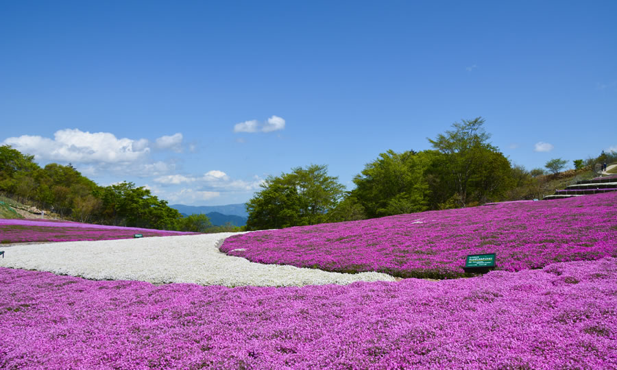 茶臼山高原