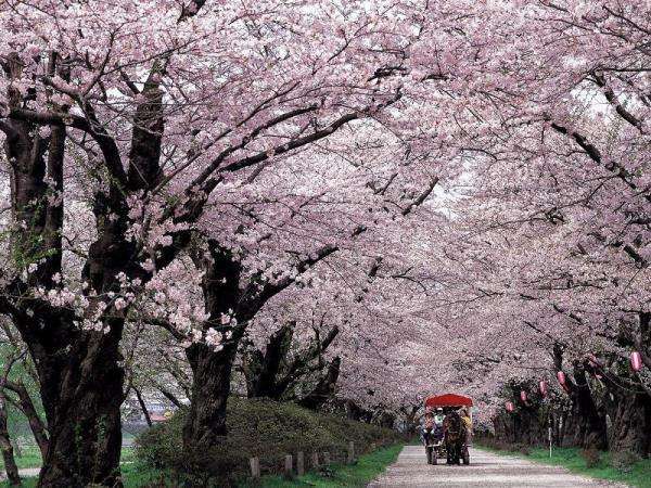 北上・展勝地の桜並木