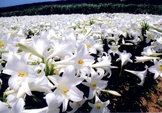 Okierabu Floral Hotel｜沖永良部島海景飯店 / 商務觀光潛水據點 photo