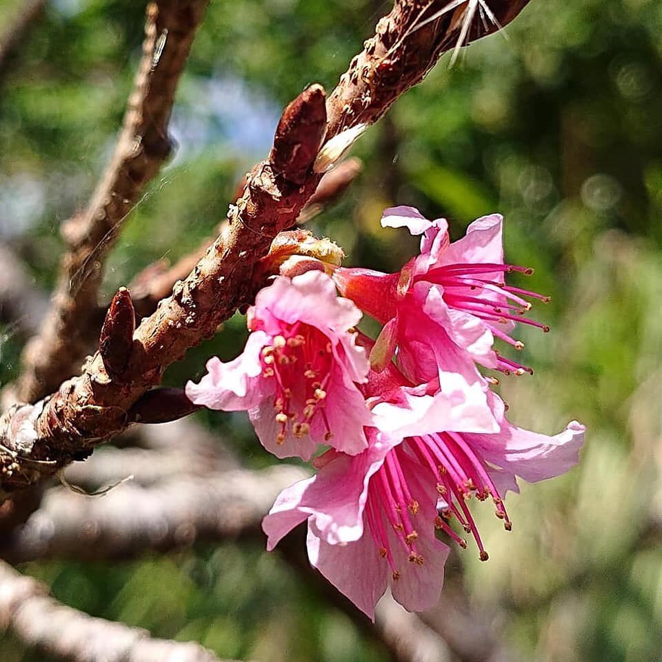 ゲストハウス 阿香花