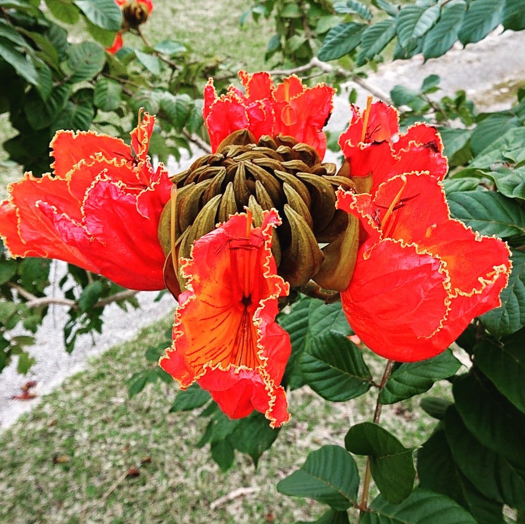 ゲストハウス 阿香花