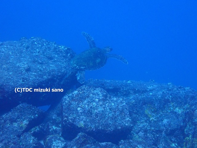 TATSUKUSHI DIVING CENTER｜竜串の体験ダイビングとPADI講習 photo