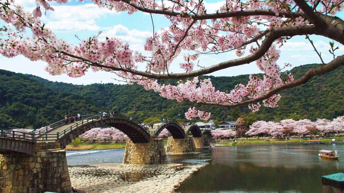 錦帯橋の桜