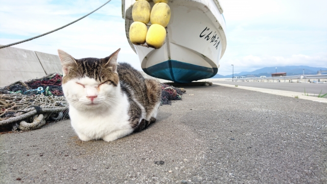 田代島(猫島)