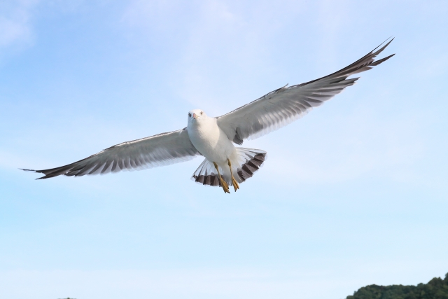 笹川流れ観光汽船