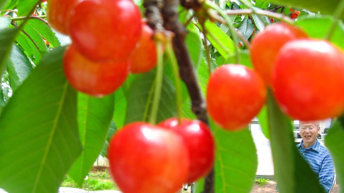 さくらんぼ狩り