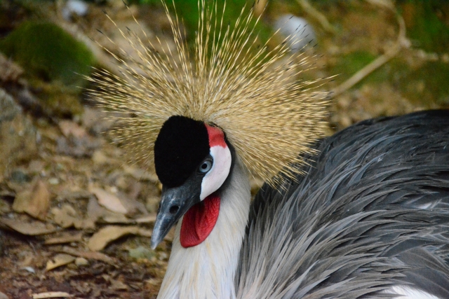 ネオパークオキナワ
