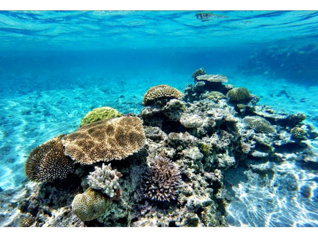 ピックアッププラン