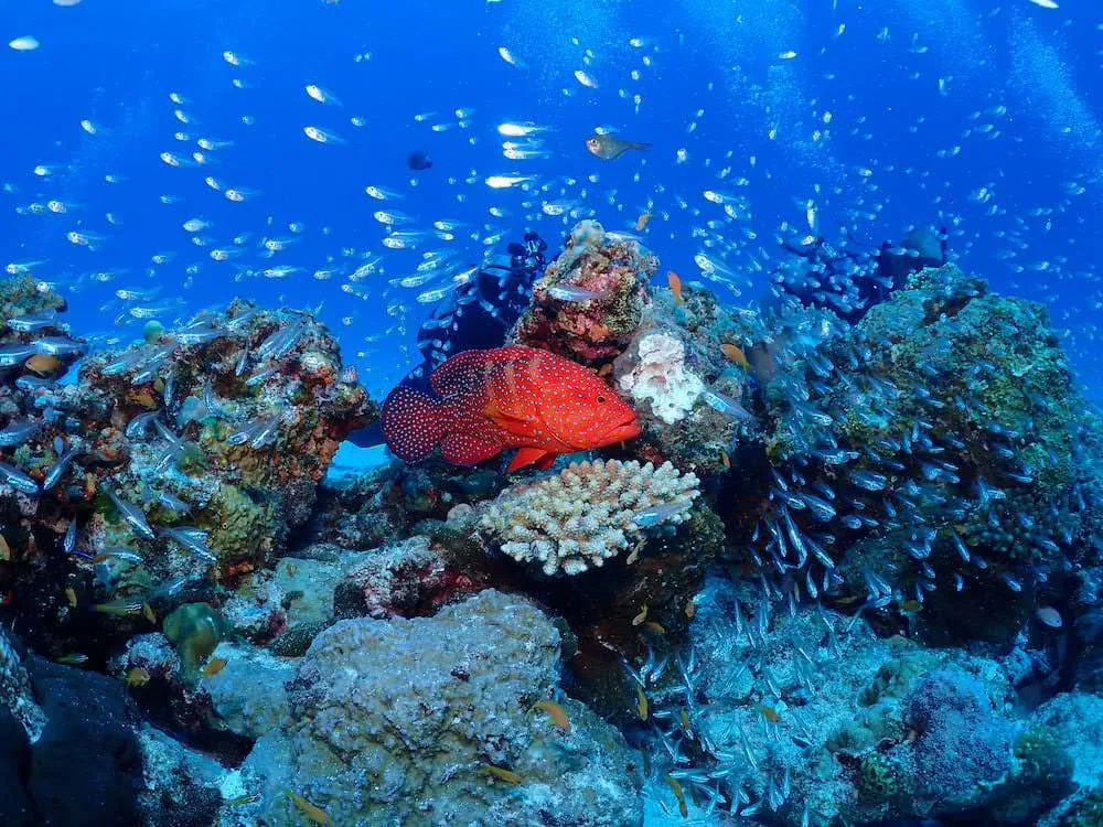 マナ・エンジョイダイビング沖縄