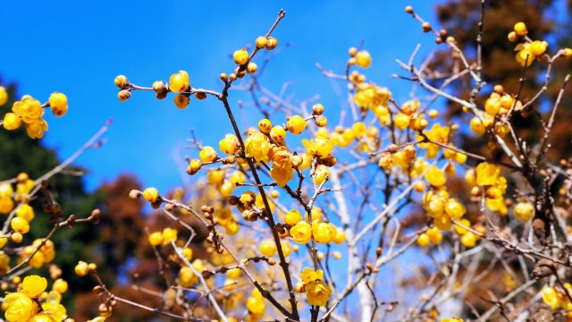 飯山白山森林公園