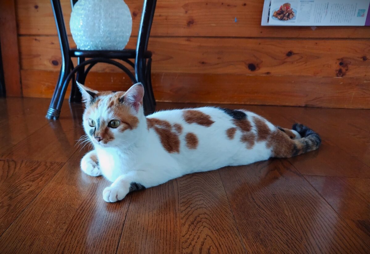 二岐温泉　やすらぎの宿　桂祗荘