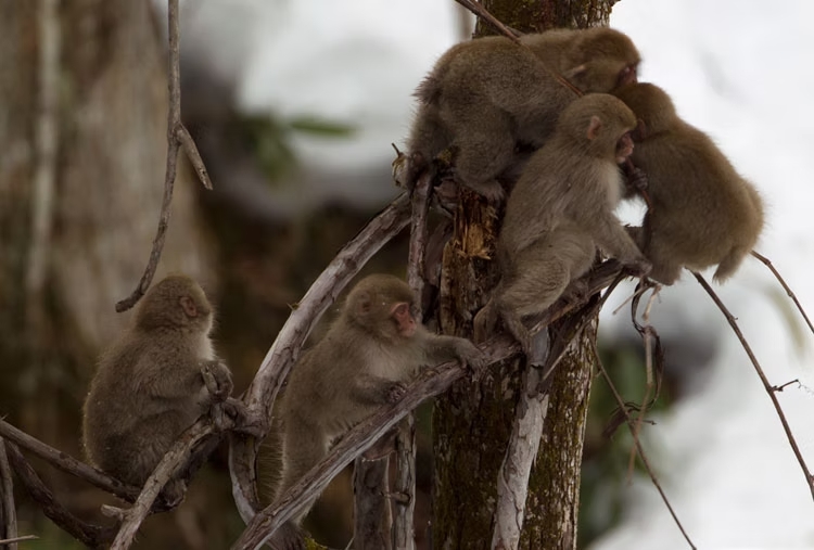 ペンションとも