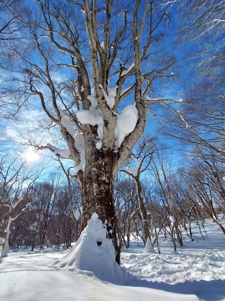 ペンションとも