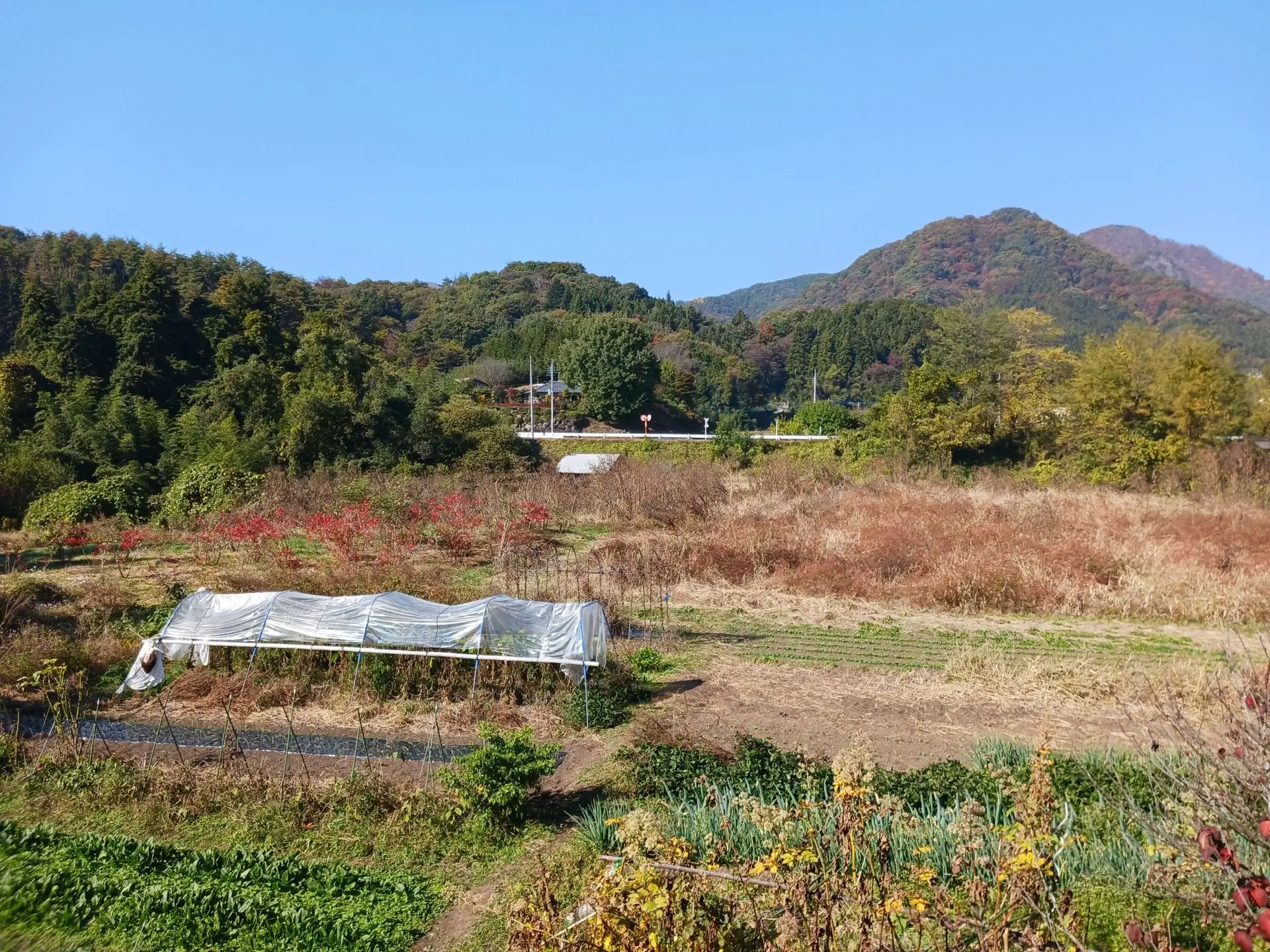 農園民宿かかし - 群馬県みなかみ町の野菜・果物狩り施設写真