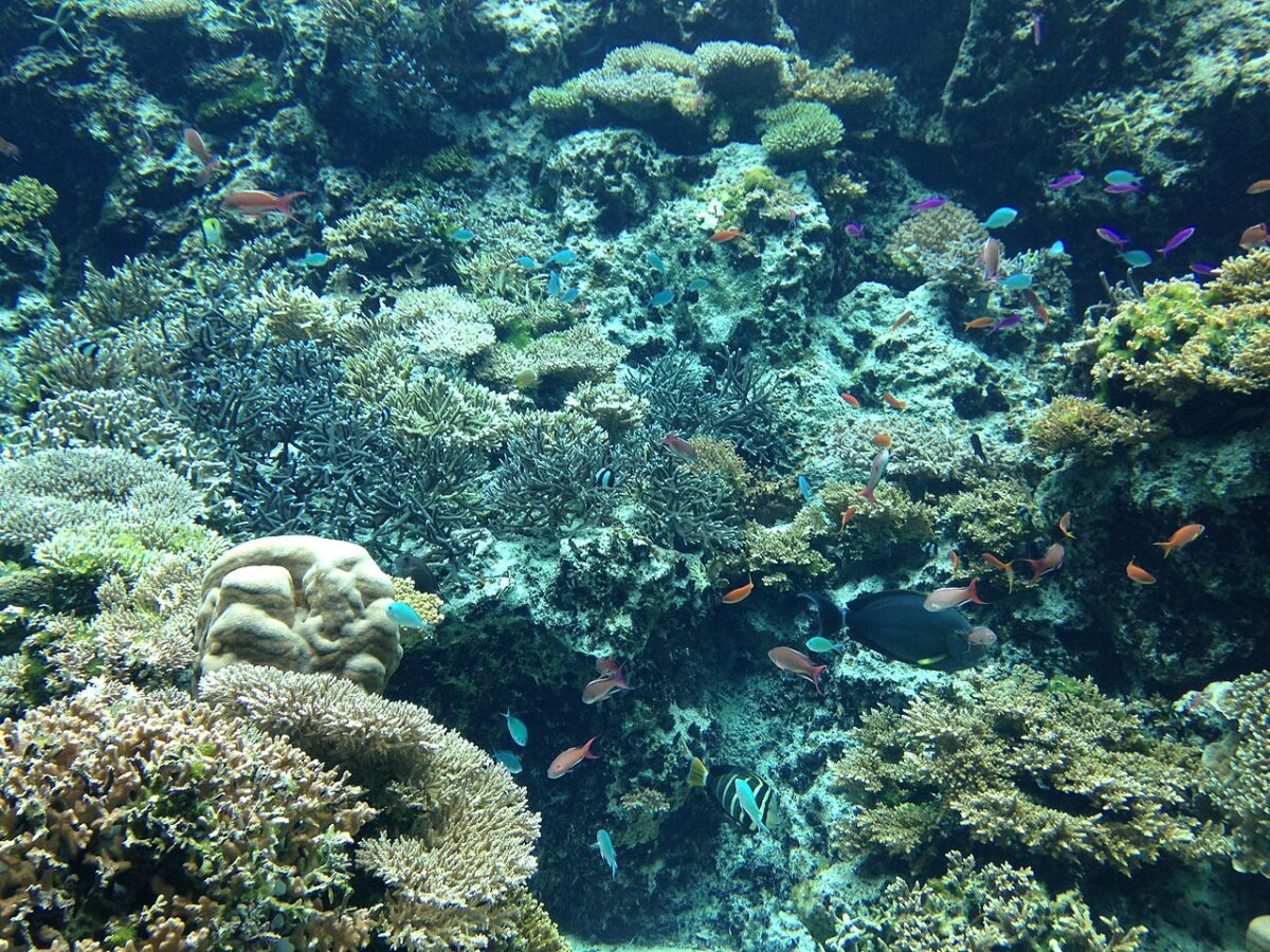 サンゴ礁への旅エリアの色とりどりのサンゴ