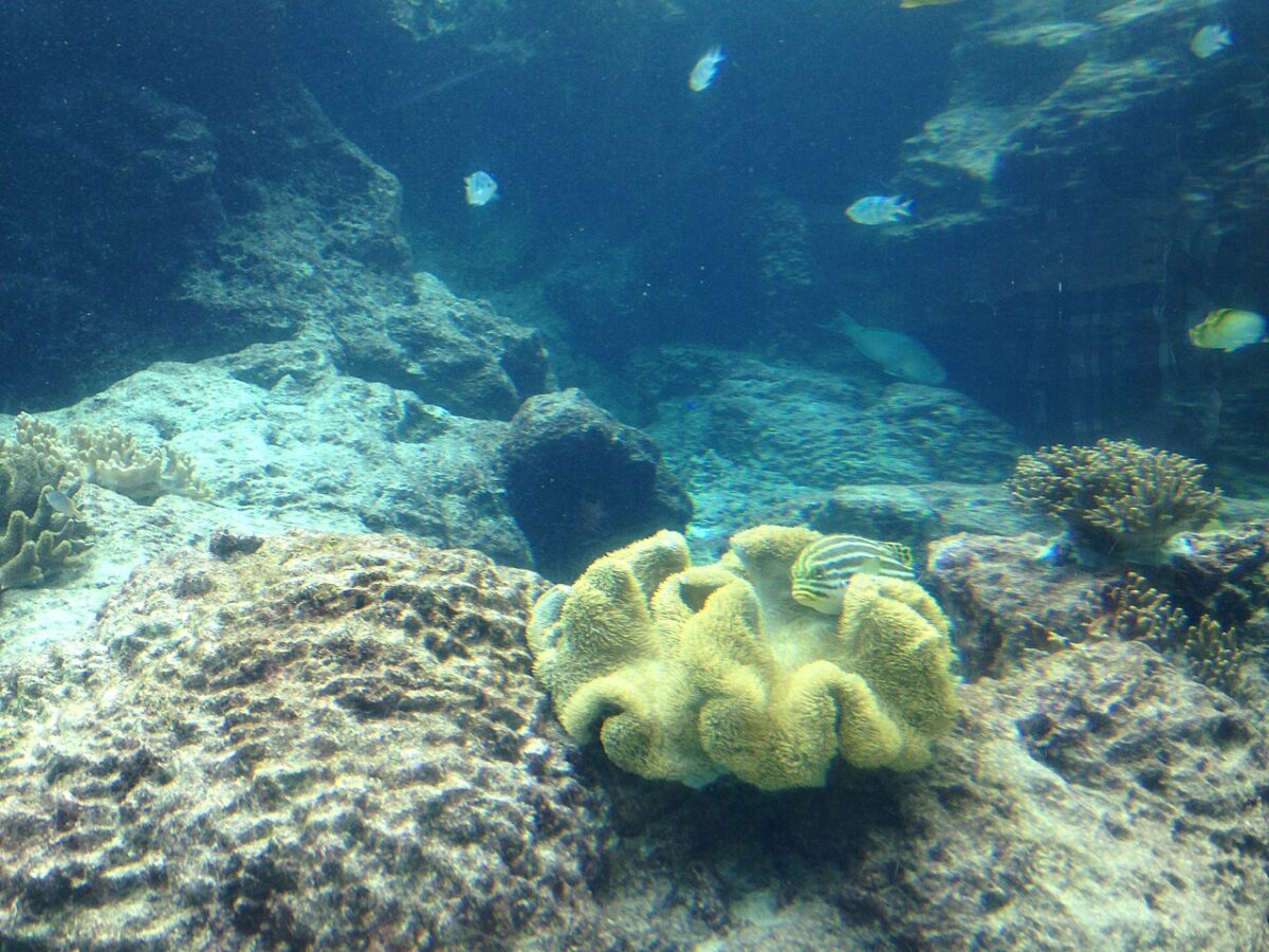 サンゴと熱帯魚が泳ぐ水槽