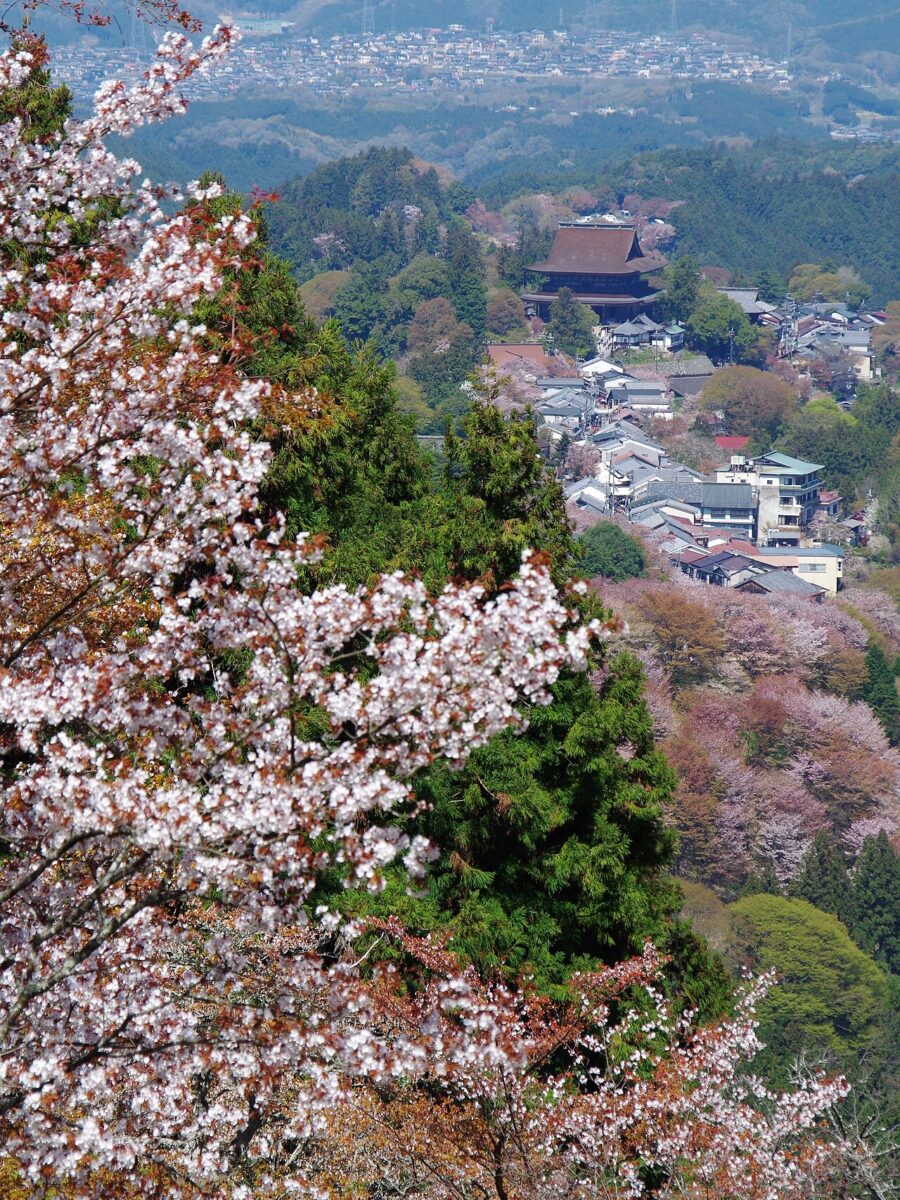 上千本から見た桜と蔵王堂