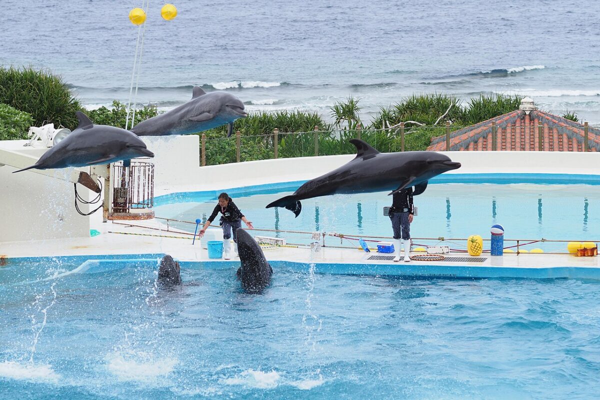 海を背景にしたオキちゃん劇場の客席とプール