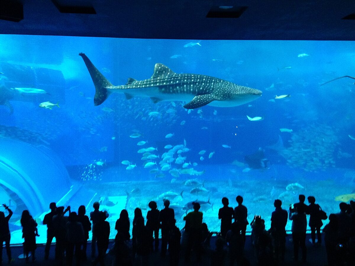 沖縄美ら海水族館