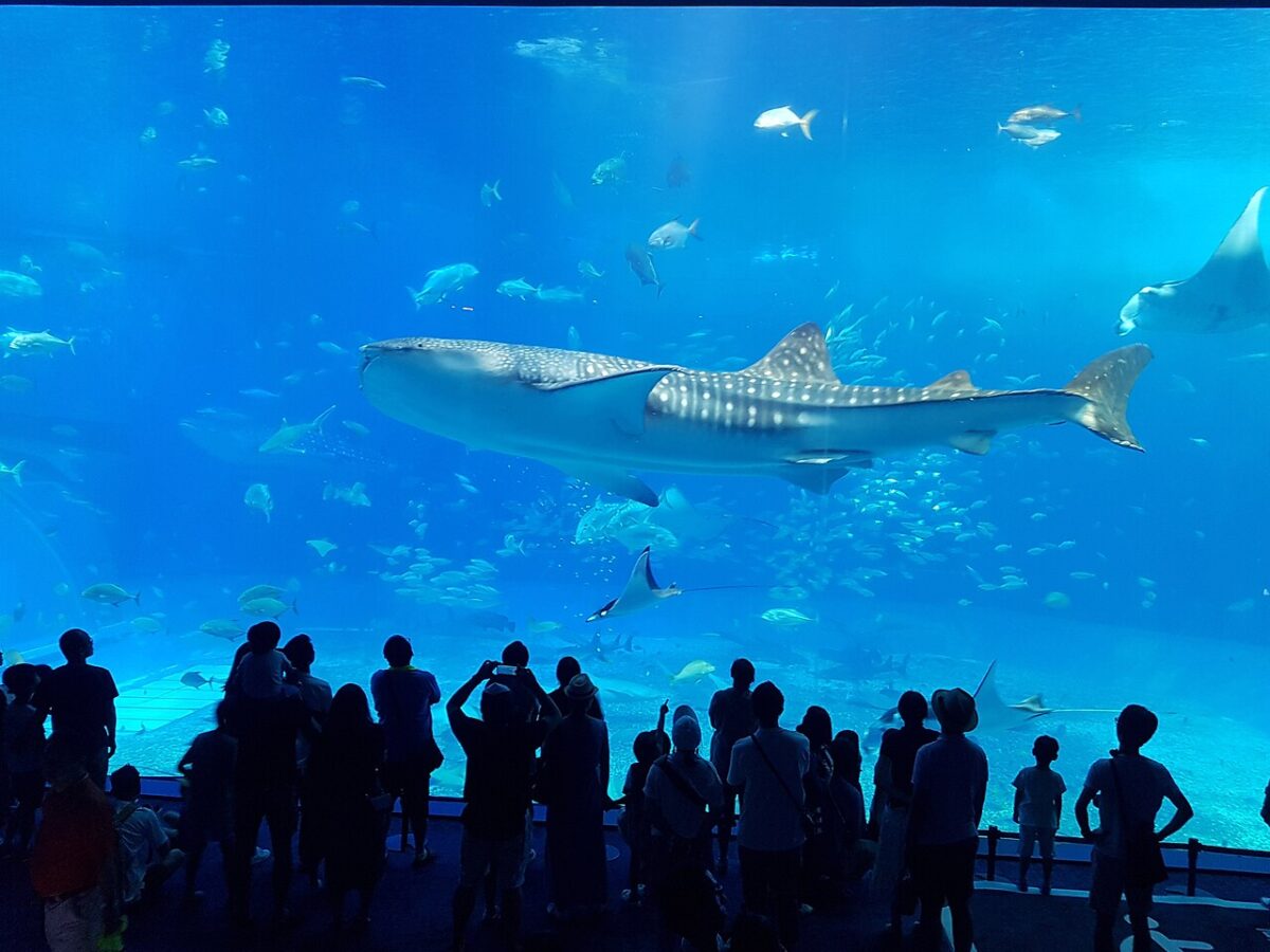 黒潮の海を泳ぐジンベエザメの姿