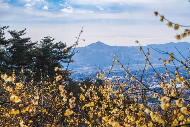 宝登山・ろうばい園