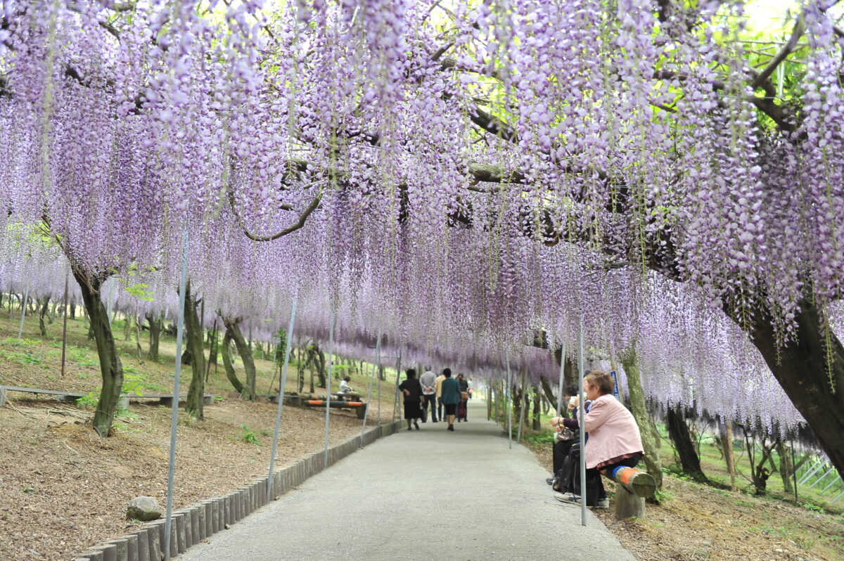 仙西農場
