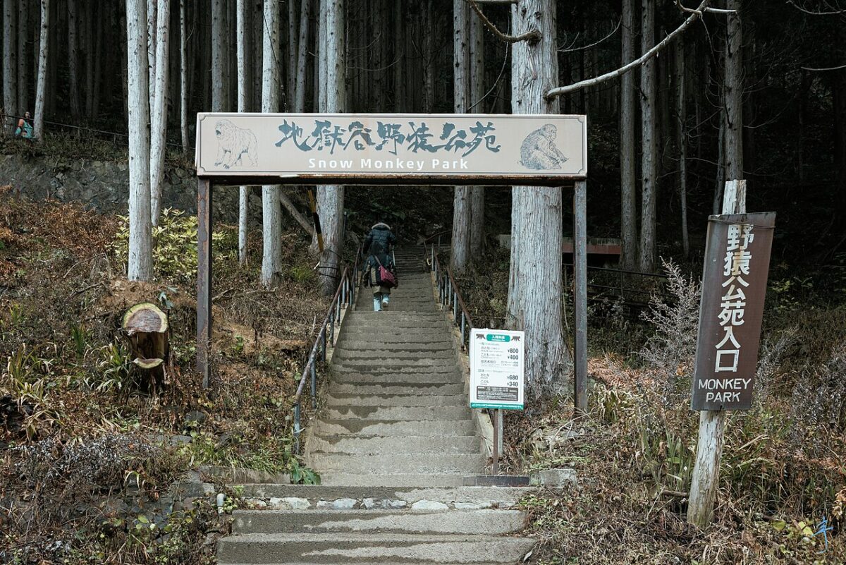 地獄谷野猿公苑（上林温泉）