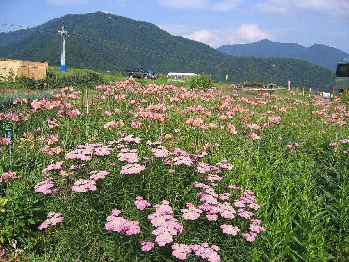岩原スキー場