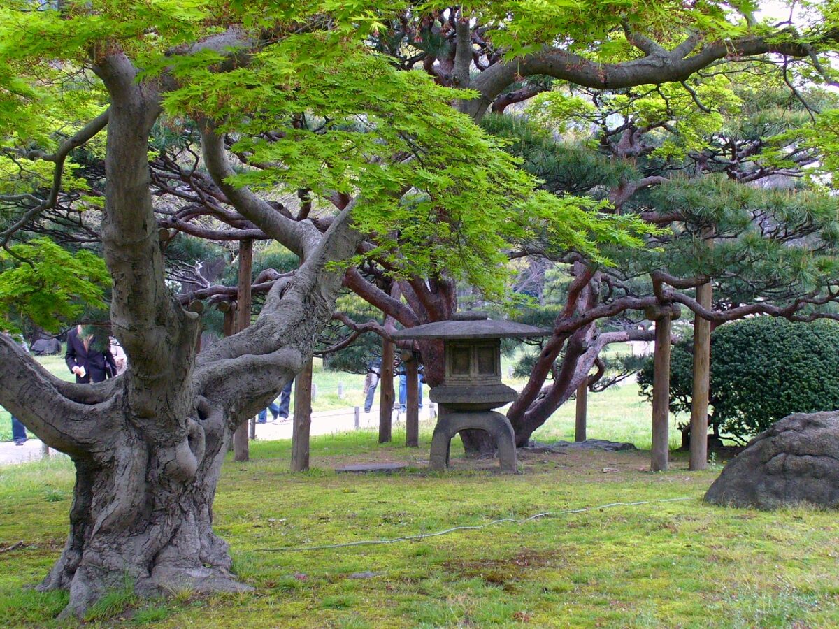 濱離宮恩賜庭園潮入之池、松樹與東京高樓景觀