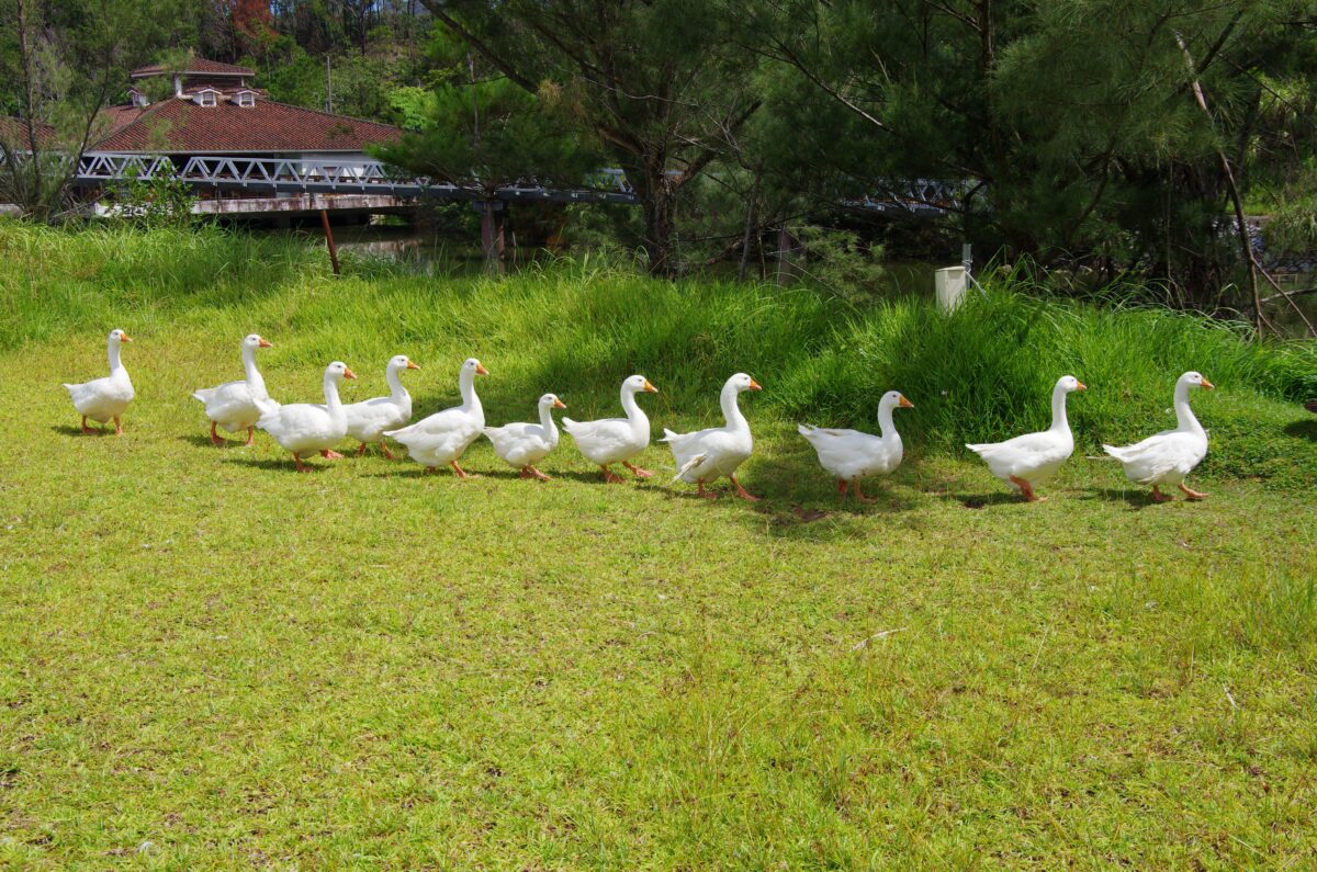 沖繩尼奧公園
