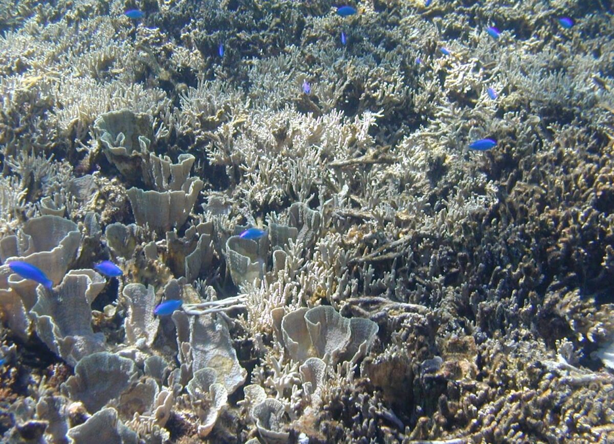 擁有北半球最大藍色珊瑚群落的海域