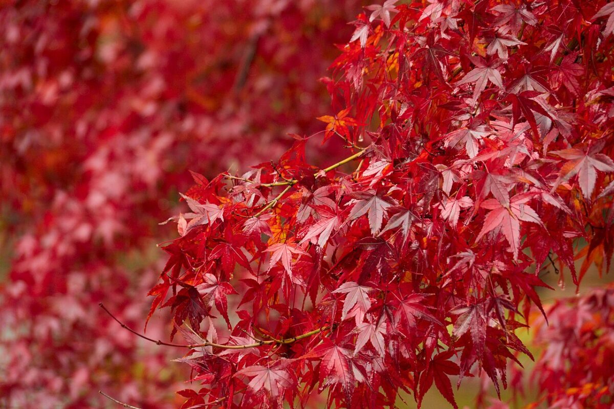 嵐山紅葉