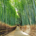 嵐山竹林完整指南｜天龍寺・野宮神社・渡月橋半日路線