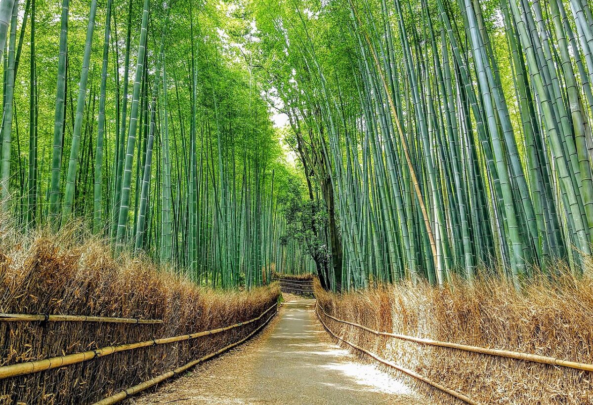 嵯峨野の竹林の小径