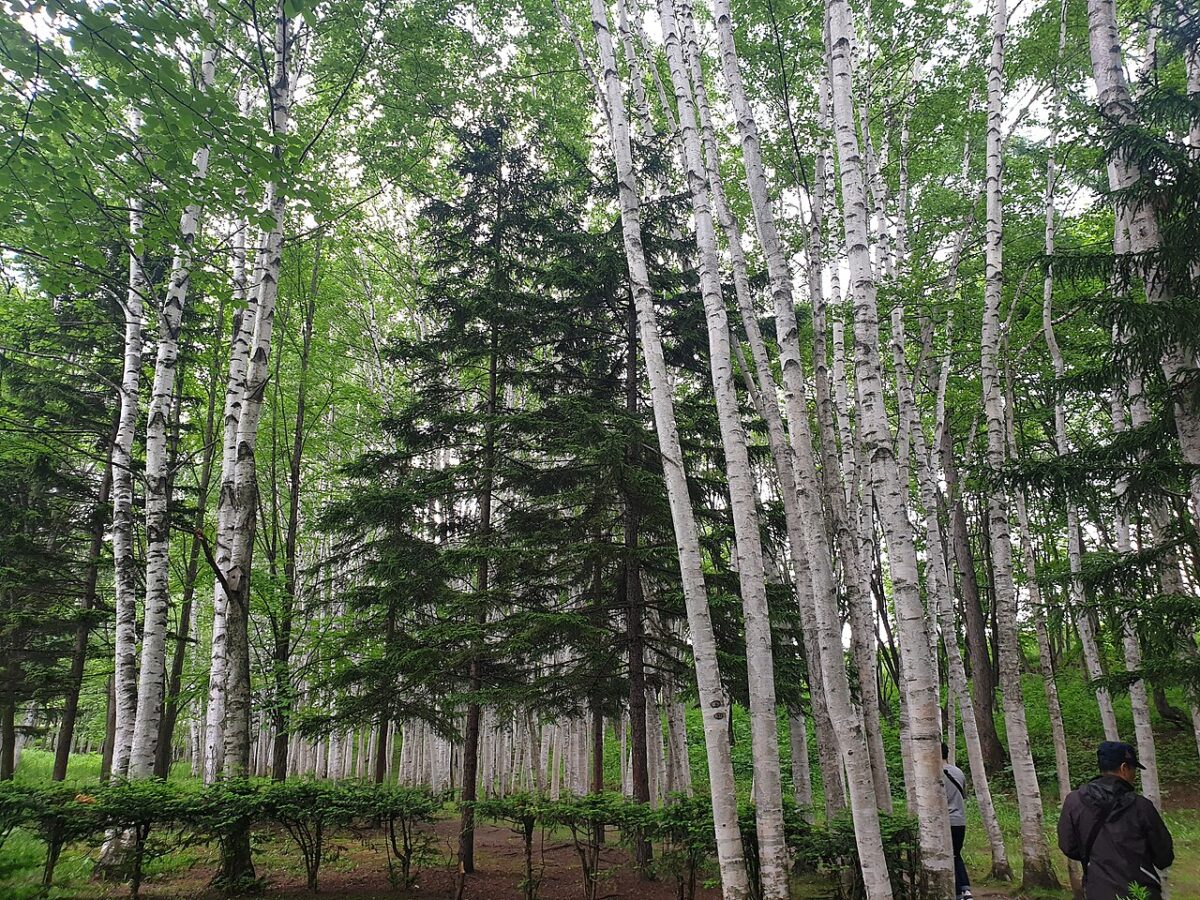 拓真館白樺林
