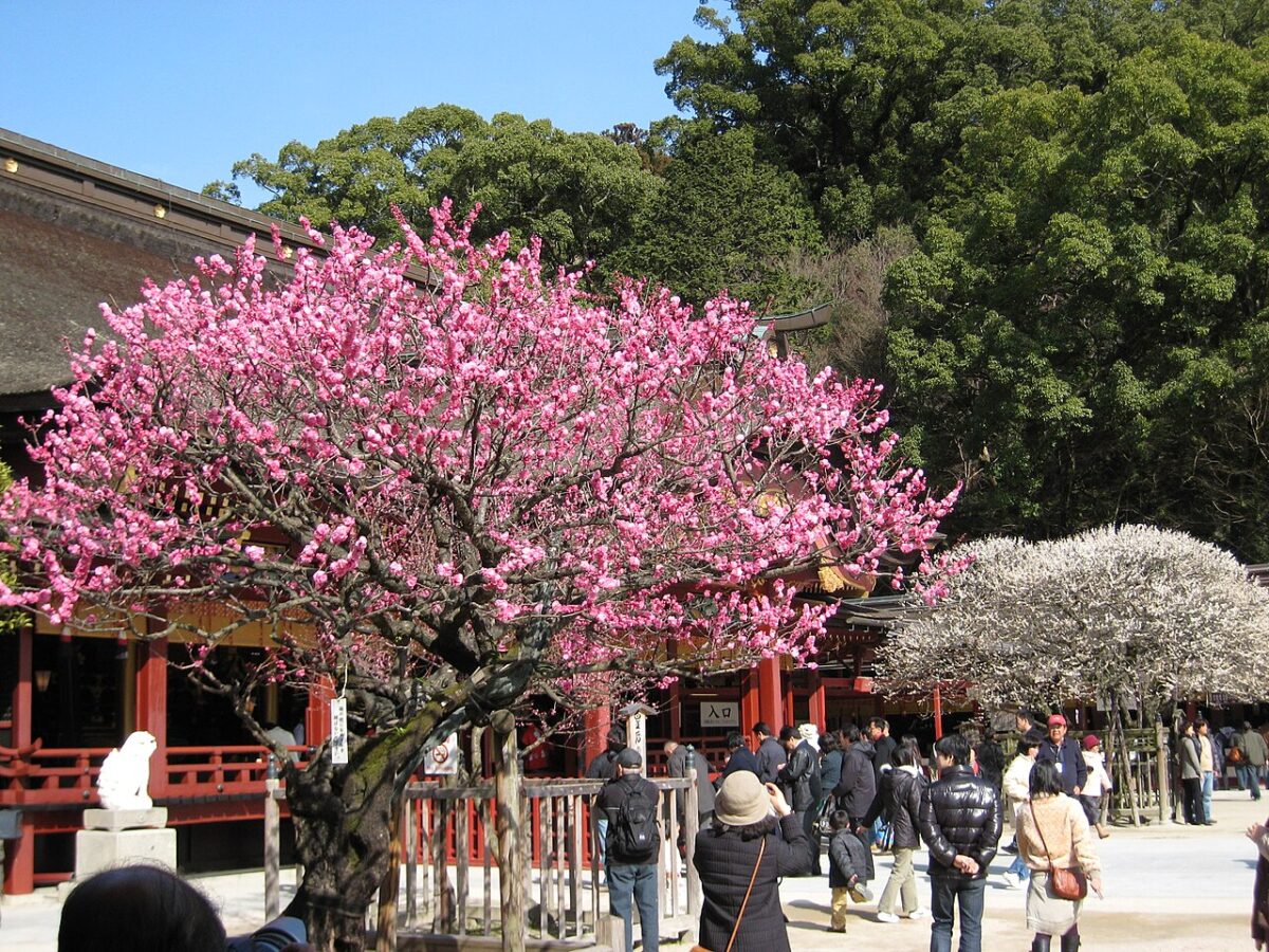 梅の季節の御本殿