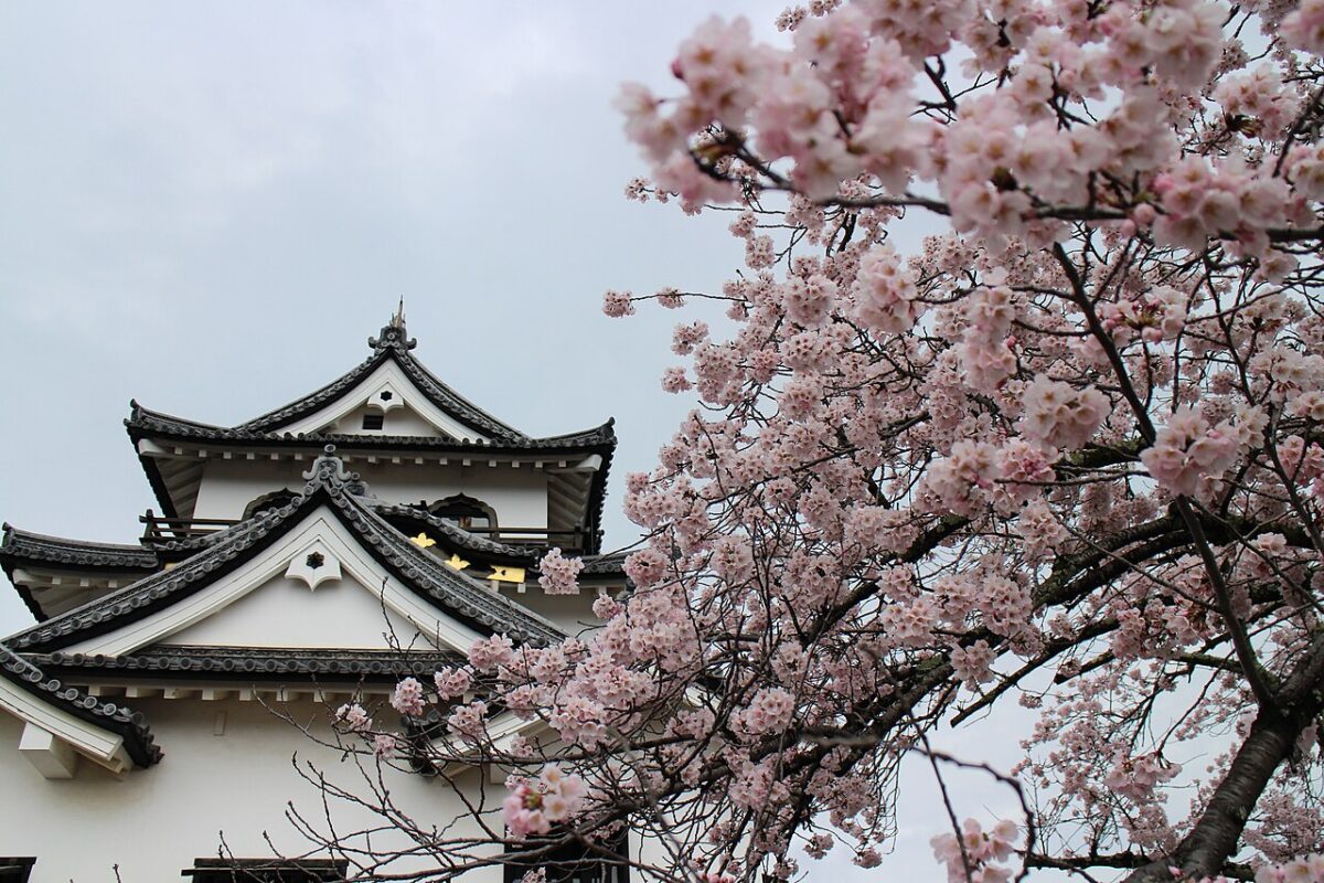 桜と彦根城天守
