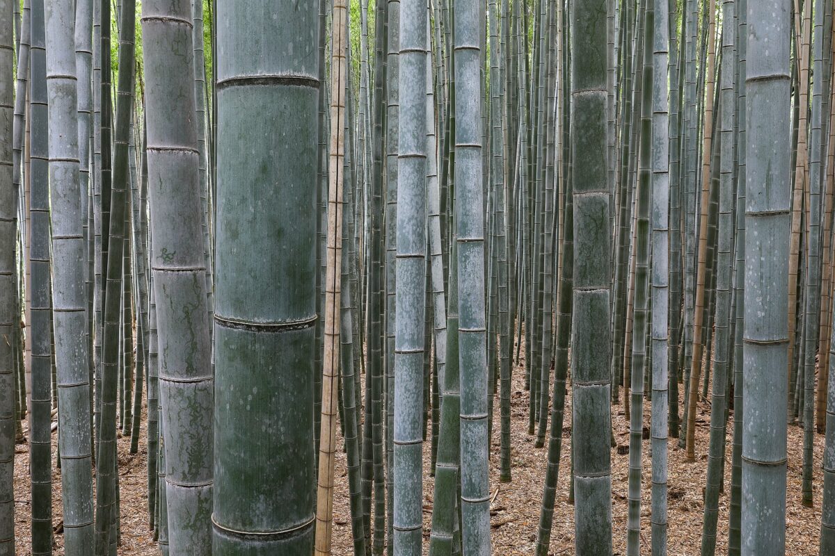 京都嵐山竹林小徑的翠綠竹林