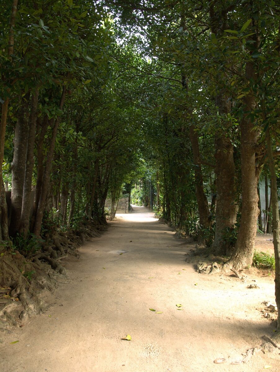 備瀨福木林道晨間綠蔭巷道