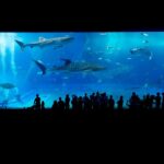 沖繩美麗海水族館2026完整指南|門票・交通・時間別路線