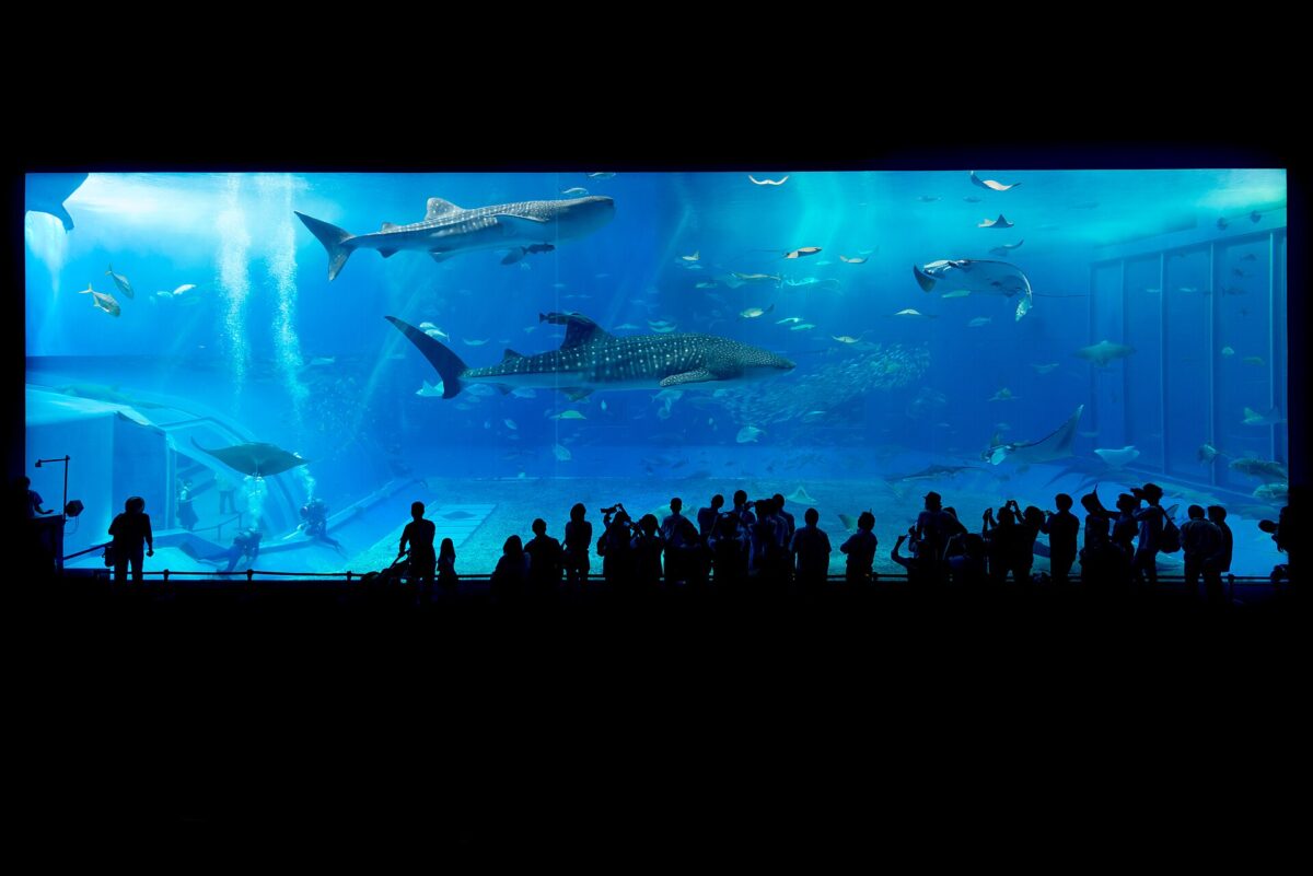 沖繩美麗海水族館黑潮之海水槽中的鯨鯊與魟魚
