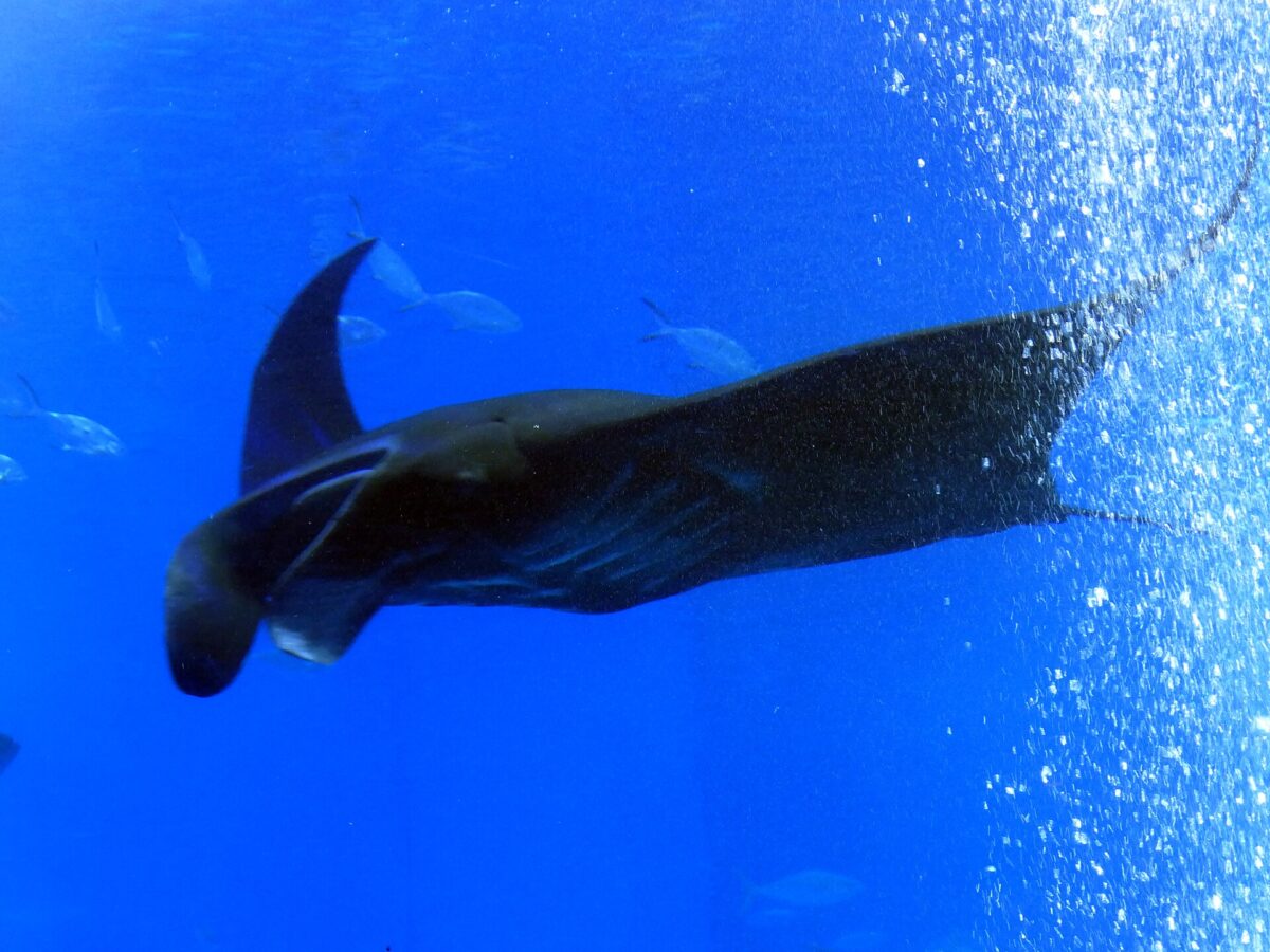 沖繩美麗海水族館水槽中游動的鬼蝠魟